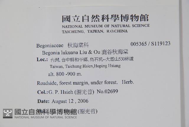 鹿谷秋海棠藏品圖，第2張