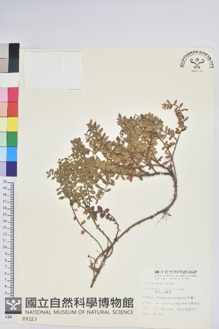 高山白珠樹藏品圖，第1張