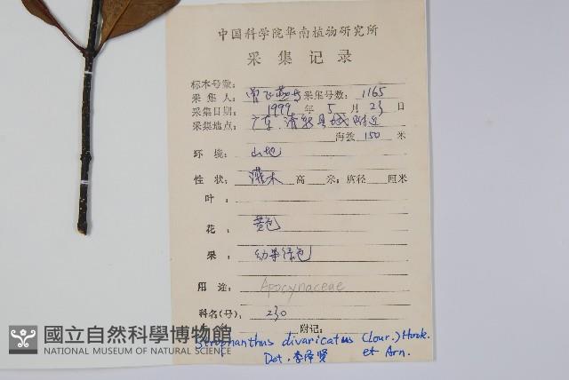 羊角扭藏品圖，第2張