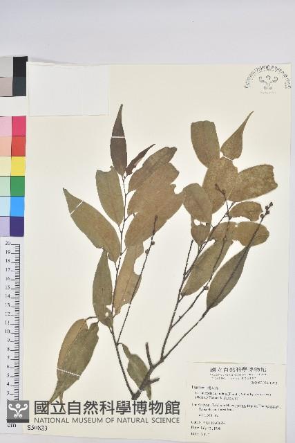 長尾尖葉櫧藏品圖，第1張