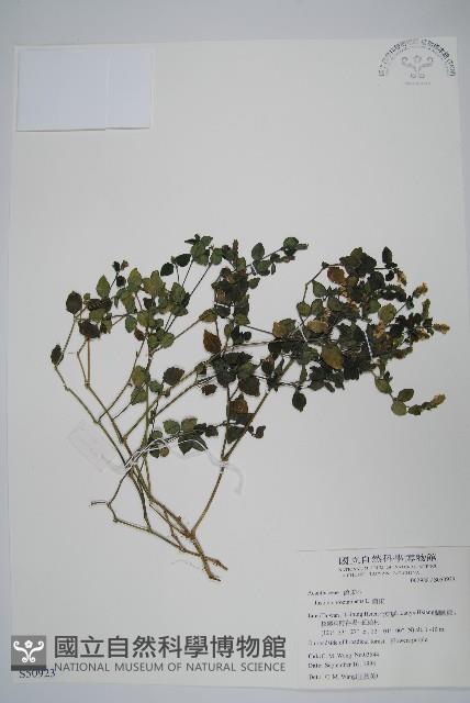 Rat-tail willow Collection Image, Figure 1, Total 2 Figures