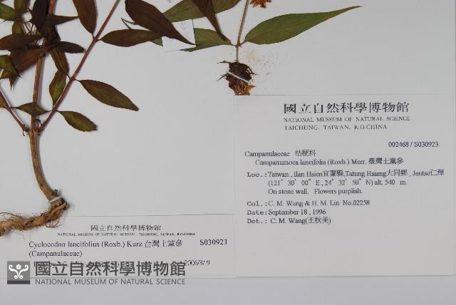 台灣土黨參藏品圖，第2張