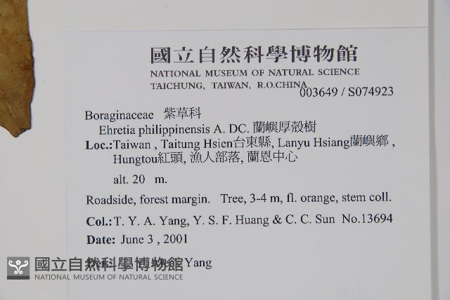 蘭嶼厚殼樹藏品圖，第2張