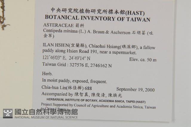 石胡荽、吐金草藏品圖，第2張