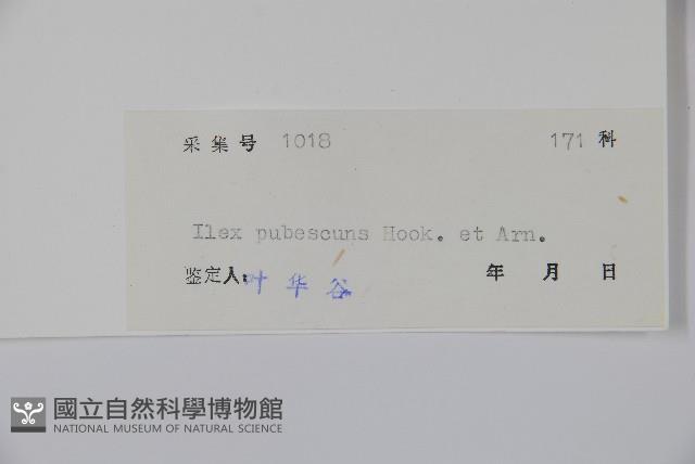 密毛假黃楊藏品圖，第2張