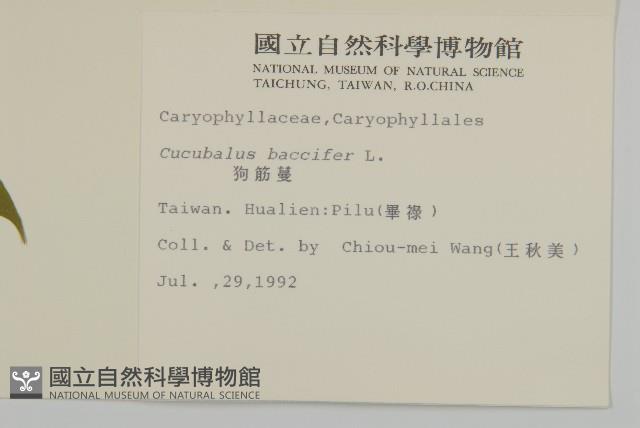 狗筋蔓藏品圖，第2張