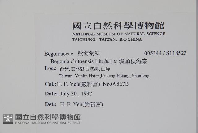 溪頭秋海棠藏品圖，第2張