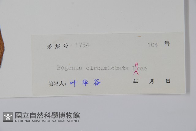 周裂秋海棠藏品圖，第2張