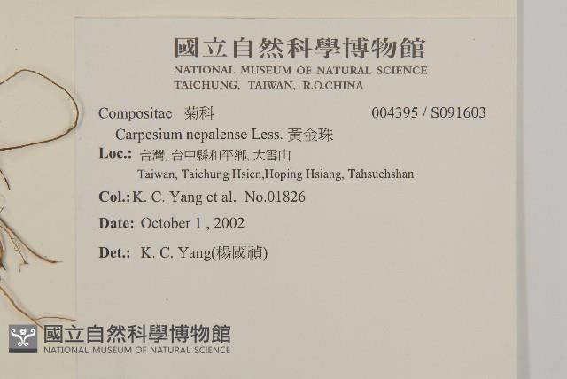 黃金珠藏品圖，第2張