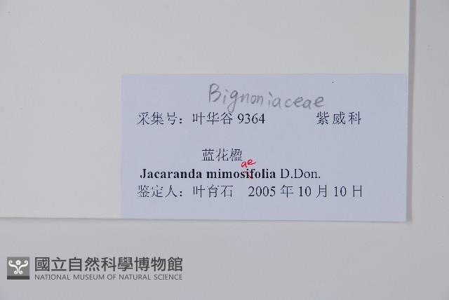 非洲紫葳、藍花楹藏品圖，第2張