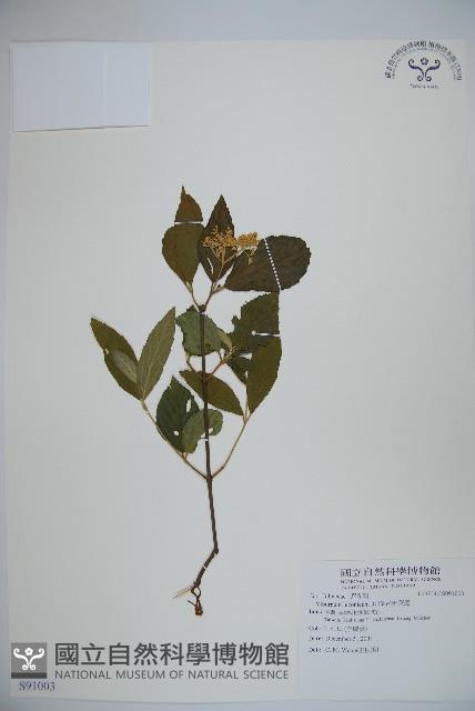 呂宋莢迷藏品圖，第1張