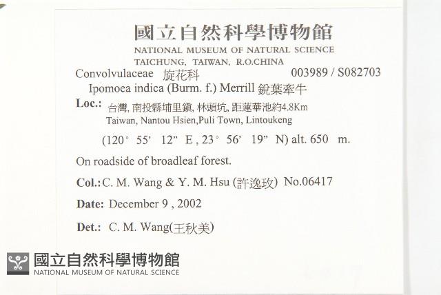 銳葉牽牛藏品圖，第2張