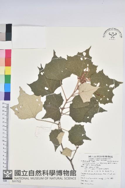 台灣白匏子藏品圖，第1張