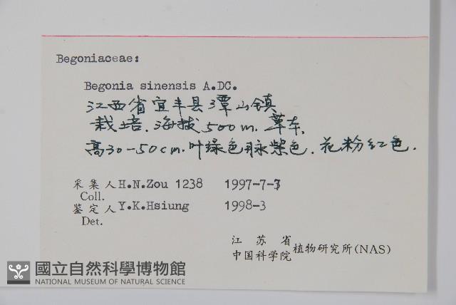 中華秋海棠藏品圖，第2張