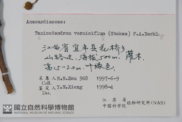 漆樹藏品圖，第2張