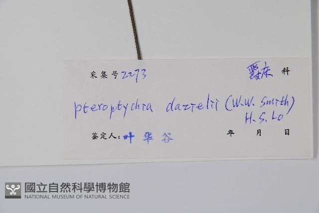 曲枝假藍藏品圖，第2張