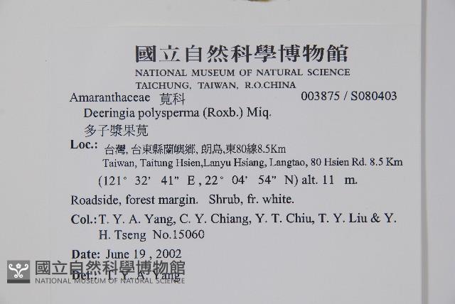 多子漿果莧藏品圖，第2張