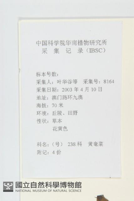 黃鵪菜藏品圖，第2張