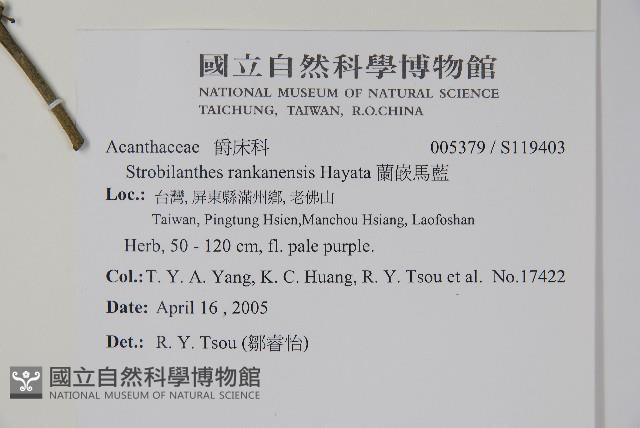 曲莖馬藍藏品圖，第2張