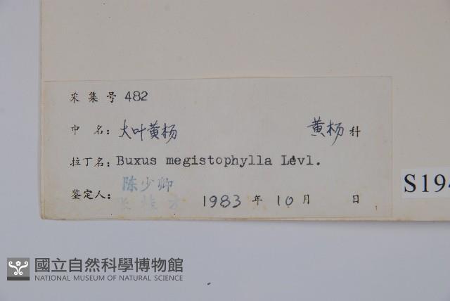 大葉黃楊藏品圖，第2張