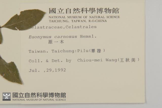 厚葉衛矛, 源一木藏品圖，第2張