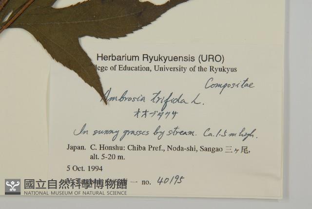 三裂豚草藏品圖，第2張