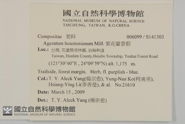 紫花霍香薊藏品圖，第2張