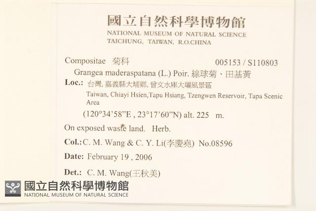 線球菊、田基黃藏品圖，第2張