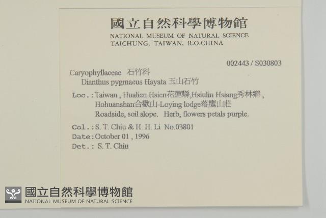 玉山石竹藏品圖，第2張