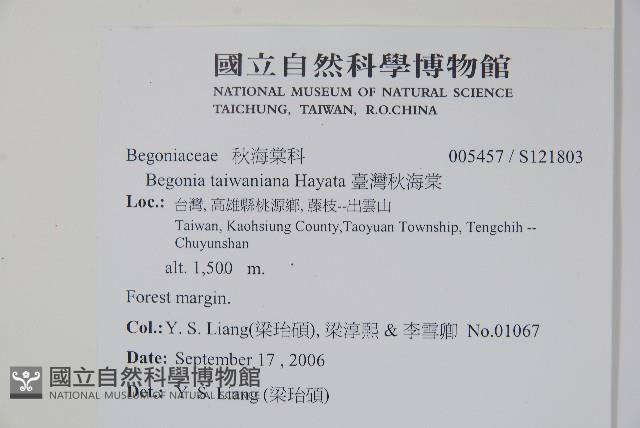 臺灣秋海棠藏品圖，第2張