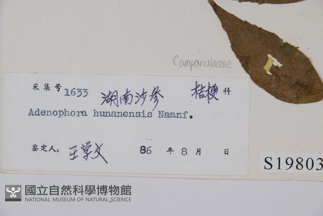 湖南沙參、寬裂沙參藏品圖，第2張