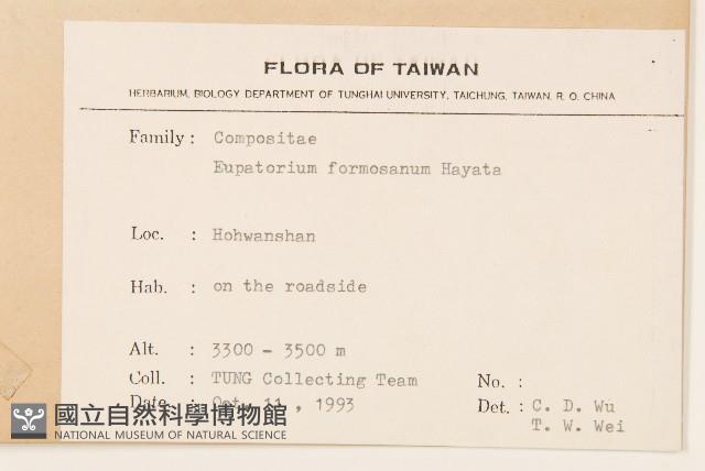 臺灣澤蘭藏品圖，第2張