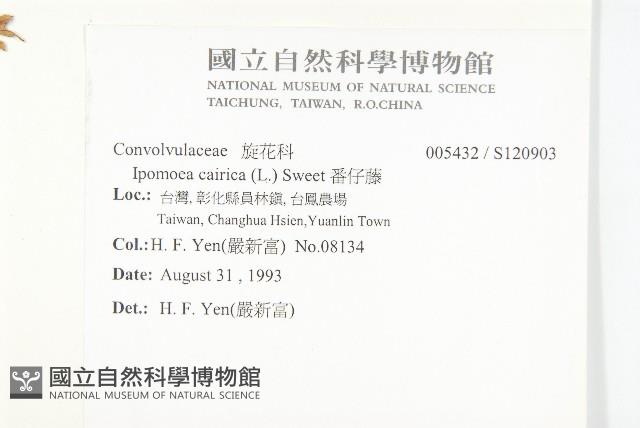 番仔藤藏品圖，第2張