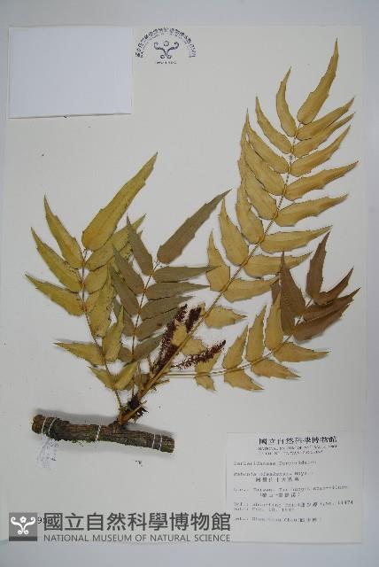 阿里山十大功勞藏品圖，第1張