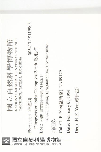 軟毛柿藏品圖，第2張