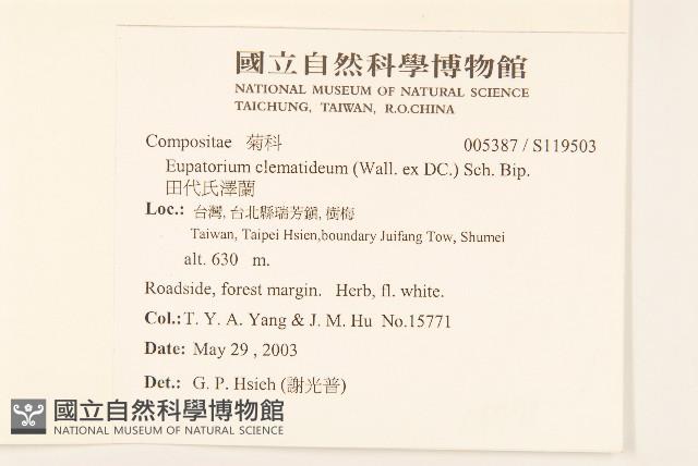 田代氏澤蘭藏品圖，第2張