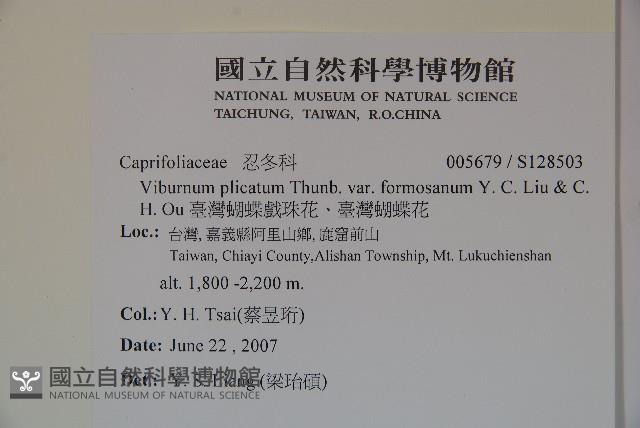 臺灣蝴蝶戲珠花、臺灣蝴蝶花藏品圖，第2張