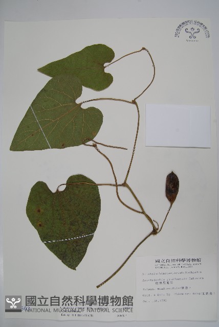 大葉馬兜鈴藏品圖，第1張