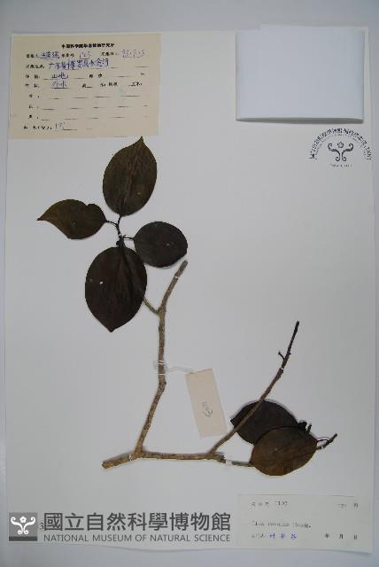 鐵冬青藏品圖，第1張