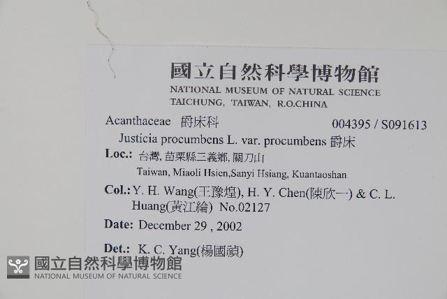 爵床藏品圖，第2張