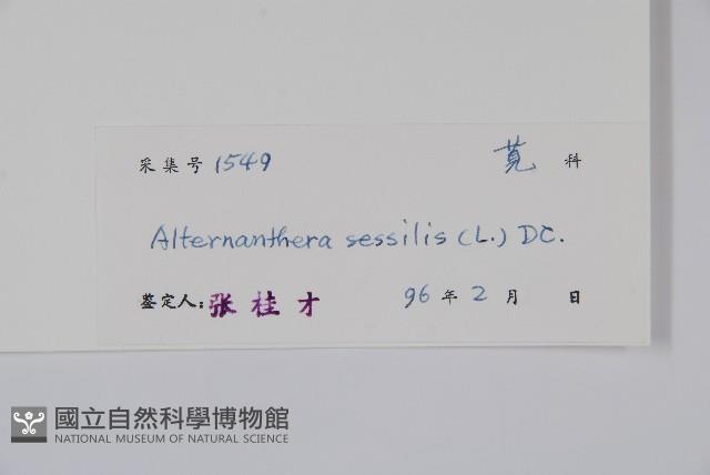 蓮子草藏品圖，第2張