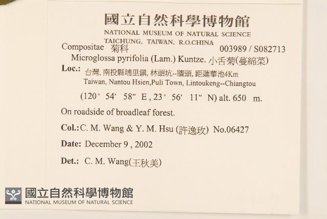 小舌菊、蔓綿菜藏品圖，第2張