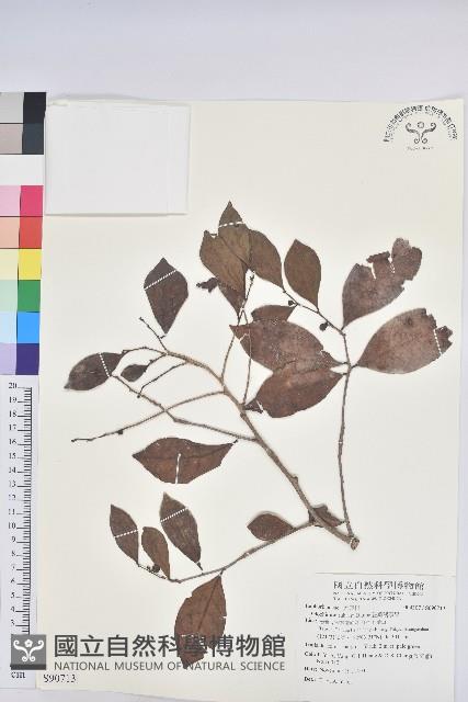 細葉饅頭果藏品圖，第1張