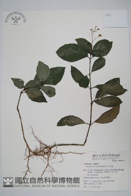 針刺草藏品圖，第1張