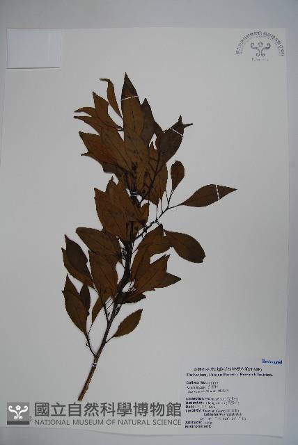 鐵冬青藏品圖，第1張