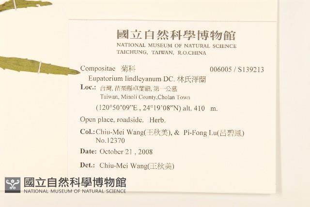 林氏澤蘭藏品圖，第2張