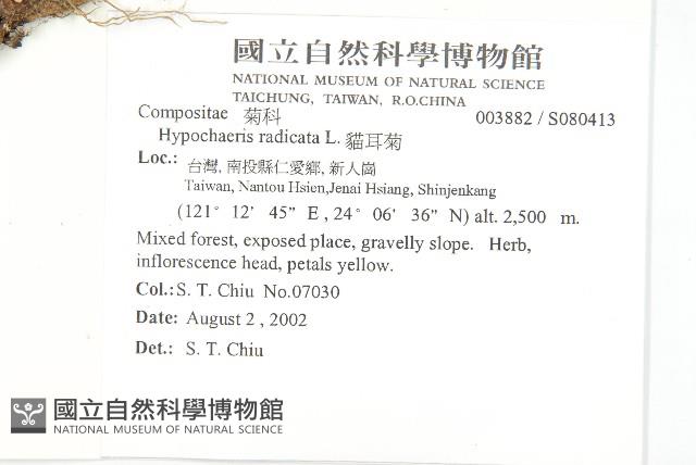 貓兒菊藏品圖，第2張