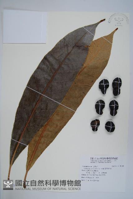 臺東漆樹藏品圖，第1張