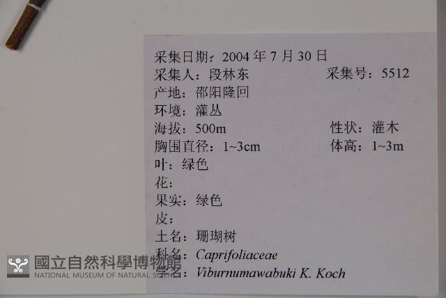 珊瑚樹藏品圖，第2張