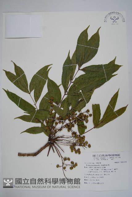 木蠟樹、山漆藏品圖，第1張